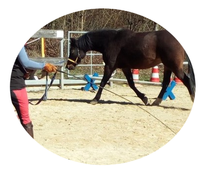 Longieren